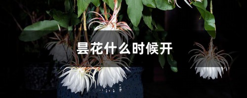 昙花什么时候开