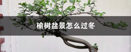 榆树盆景怎么过冬