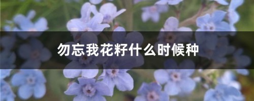 勿忘我花籽什么时候种