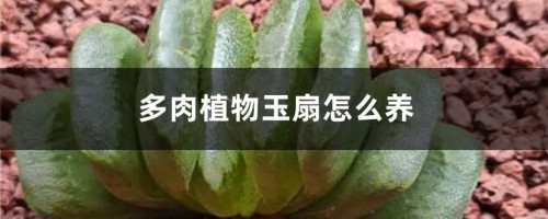 多肉植物玉扇怎么养